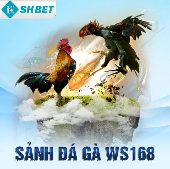 Đá gà shbet800